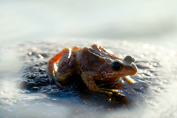 Image showing brown frog