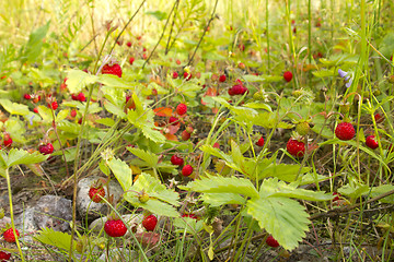 Image showing wild strawberry thickets