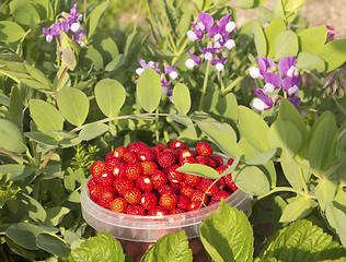 Image showing collected berry