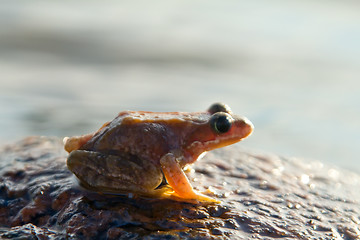 Image showing brown frog
