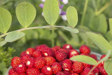Image showing fresh wild strawberry