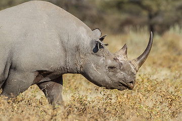 Image showing Black rhinoceros in Etosha National Park, Namibia