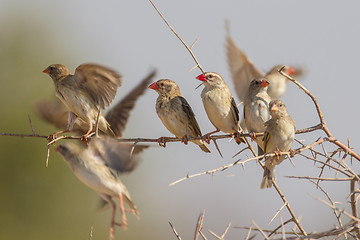 Image showing Red-billed quelea in Etosha National Park, Namibia