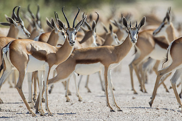 Image showing Springbuck in Etosha National Park, Namibia