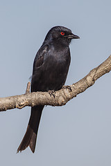 Image showing Fork-tailed drongo in Etosha National Park, Namibia