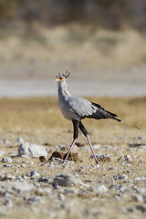 Image showing Secretary bird in Etosha National Park, Namibia