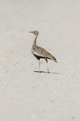 Image showing Black korhaan in Etosha National Park, Namibia