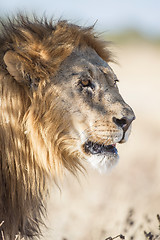 Image showing Male Lion in Etosha National Park, Namibia