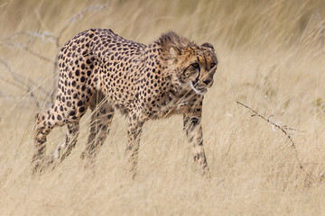 Image showing Cheetah in Etosha National Park, Namibia