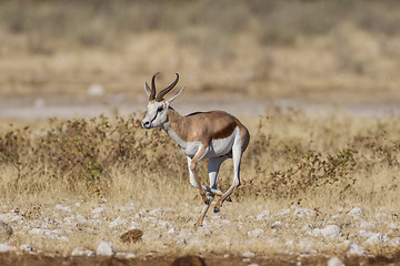 Image showing Springbuck in Etosha National Park, Namibia