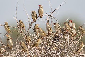 Image showing Red-billed quelea in Etosha National Park, Namibia