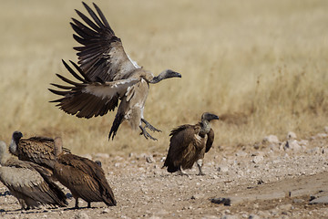 Image showing White-backed vulture in Etosha National Park, Namibia