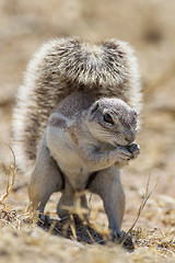 Image showing Cape ground squirrel in Etosha National Park, Namibia