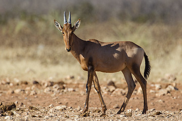 Image showing Hartebeest in Etosha National Park, Namibia