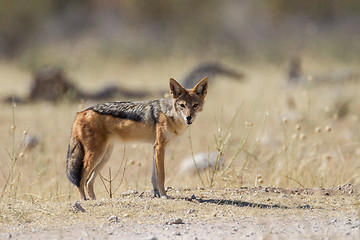 Image showing Black-backed jackal in Etosha National Park, Namibia