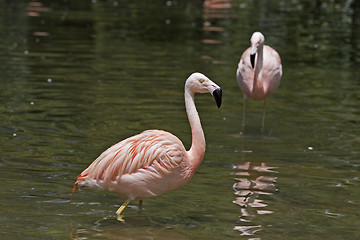 Image showing Flamingo