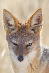 Image showing Black-backed jackal in Etosha National Park, Namibia