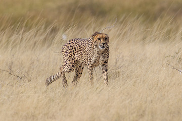 Image showing Cheetah in Etosha National Park, Namibia