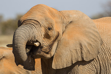 Image showing African Elephant in Etosha National Park, Namibia