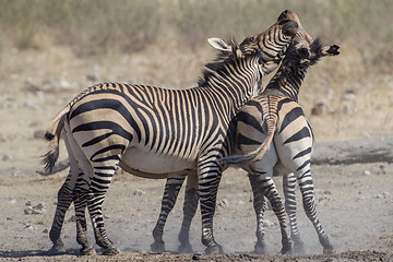 Image showing Burchell's zebra in Etosha National Park, Namibia