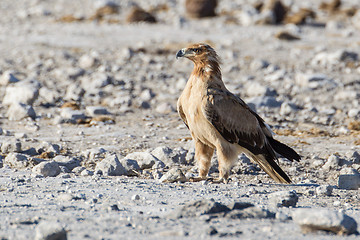 Image showing Wahlberg's eagle in Etosha National Park, Namibia