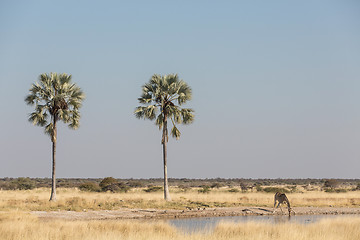 Image showing Drinking giraffe in Etosha National Park, Namibia