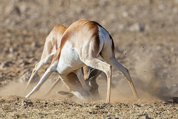 Image showing Springbuck in Etosha National Park, Namibia