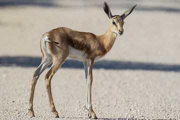 Image showing Springbuck in Etosha National Park, Namibia