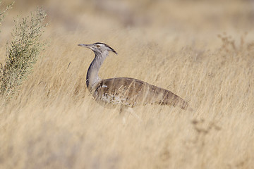 Image showing Kori bustard in Etosha National Park, Namibia