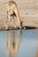 Image showing Drinking giraffe in Etosha National Park, Namibia