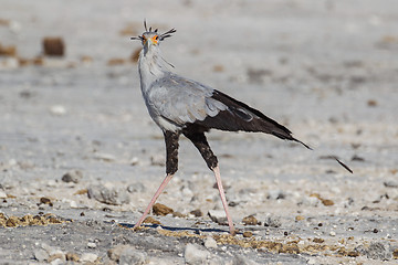 Image showing Secretary bird in Etosha National Park, Namibia