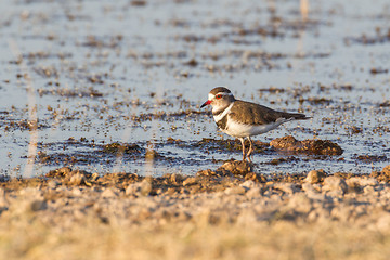 Image showing Three-banded plover in Etosha National Park, Namibia