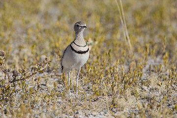 Image showing Two-banded courser in Etosha National Park, Namibia