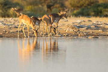 Image showing Black-faced impala in Etosha National Park, Namibia