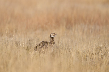 Image showing Female black korhaan in Etosha National Park, Namibia