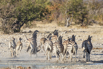 Image showing Burchell's zebra in Etosha National Park, Namibia