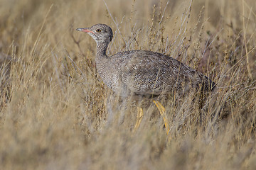 Image showing Female black korhaan in Etosha National Park, Namibia