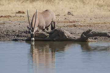 Image showing Oryx  in Etosha National Park, Namibia