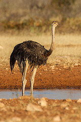 Image showing Drinking Ostrich in Etosha National Park, Namibia