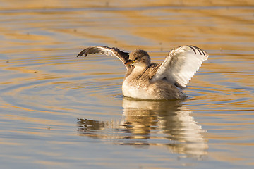 Image showing Little grebe in Etosha National Park, Namibia