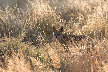 Image showing Black-backed jackal in Etosha National Park, Namibia