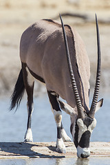 Image showing Oryx  in Etosha National Park, Namibia