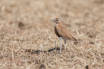 Image showing Burchell's courser in Etosha National Park, Namibia