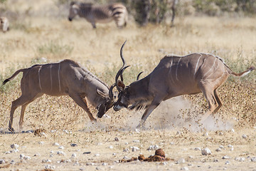 Image showing Greater kudus in Etosha National Park, Namibia