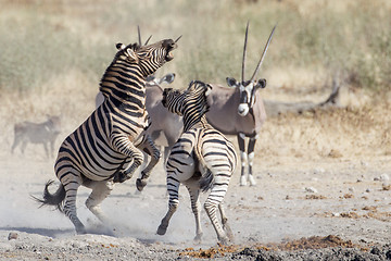 Image showing Burchell's zebra in Etosha National Park, Namibia