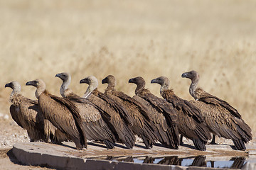 Image showing White-backed vulture in Etosha National Park, Namibia