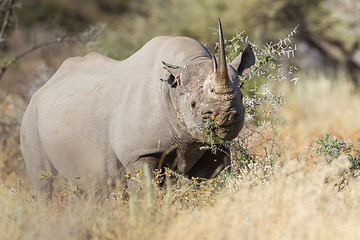 Image showing Black rhinoceros in Etosha National Park, Namibia