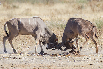 Image showing Greater kudus in Etosha National Park, Namibia