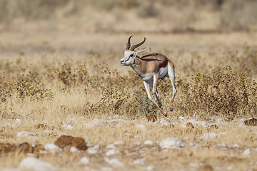 Image showing Springbuck in Etosha National Park, Namibia