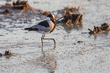 Image showing Blacksmith plover in Etosha National Park, Namibia